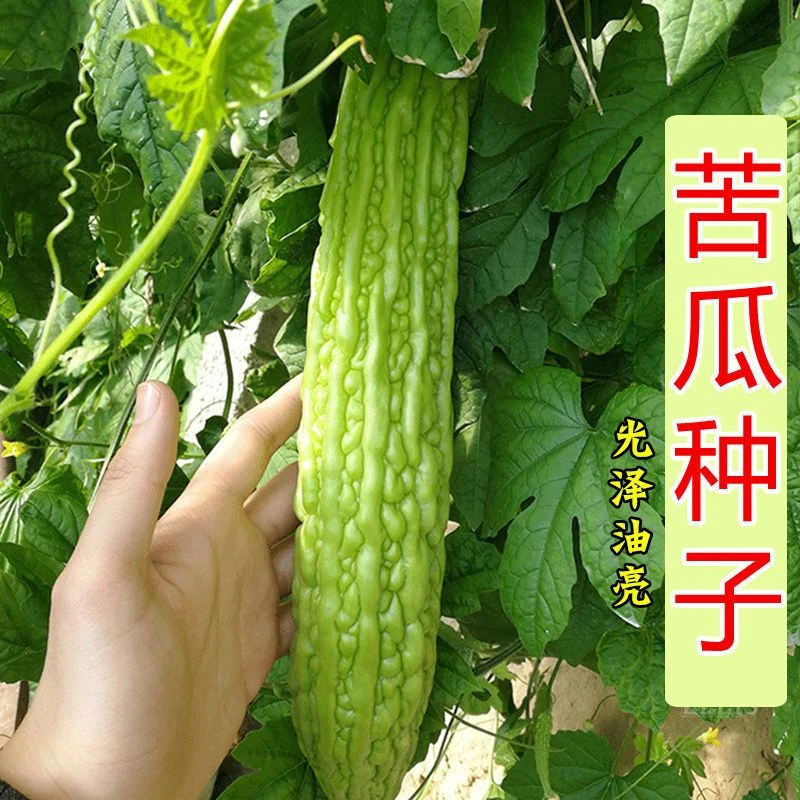 翠绿苦瓜种子苦瓜种子四季种子阳台庭院盆栽四季蔬菜种子