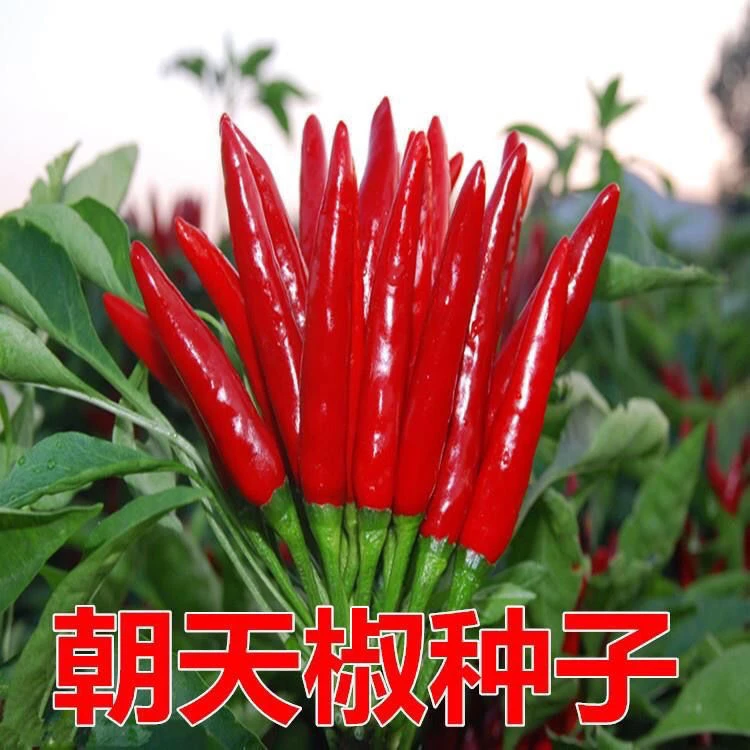 朝天椒种子小米椒早熟辣椒种籽超辣阳台盆栽四季播种农家蔬菜种子