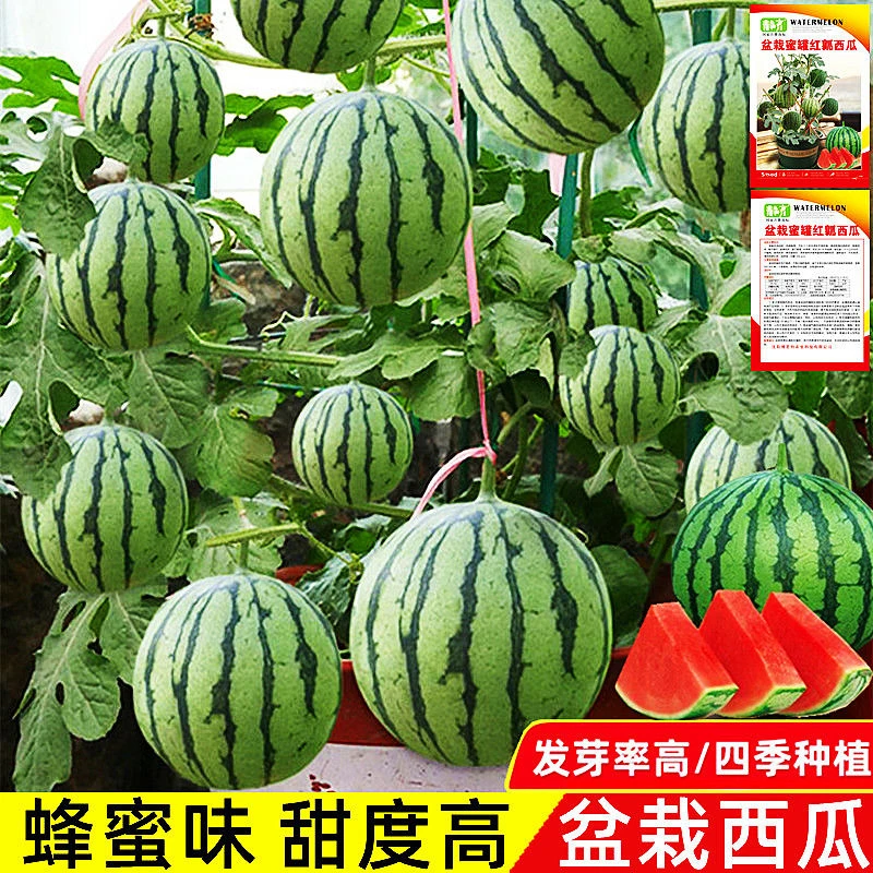 甜蜜罐小西瓜种子无籽小西瓜种子四季种植阳台庭院麒麟西瓜种子