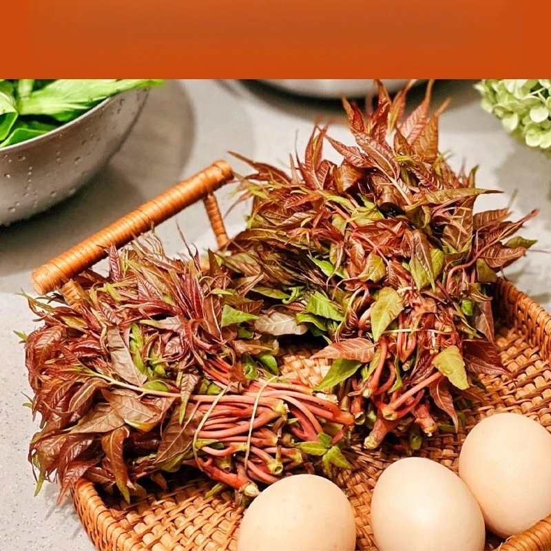 红油香椿种子四季速生香椿树种籽芽菜蔬菜籽口感好香味浓红椿种籽