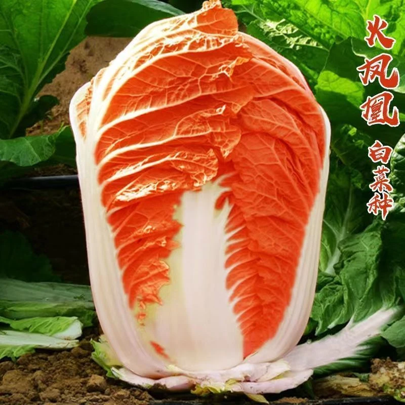 火凤凰白菜种子夏播耐热大白菜种子包心菜饺子菜种子蔬菜种子庭院