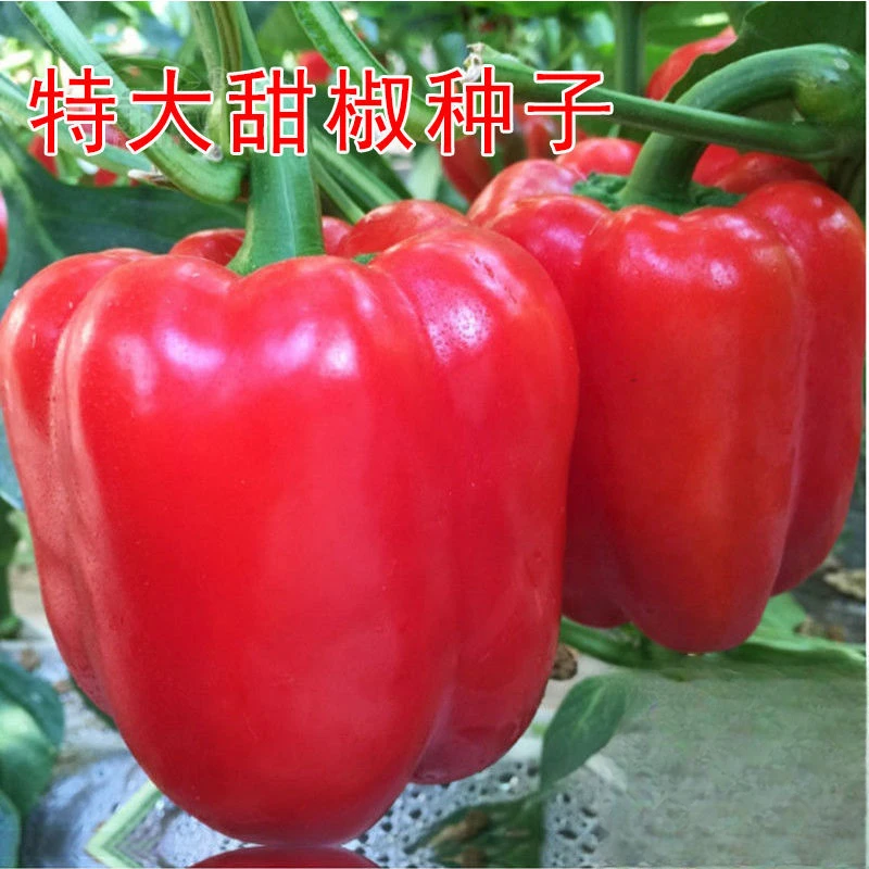 特大甜椒种子大甜椒青椒灯笼椒菜椒辣椒种子阳台春秋冬季蔬菜种子