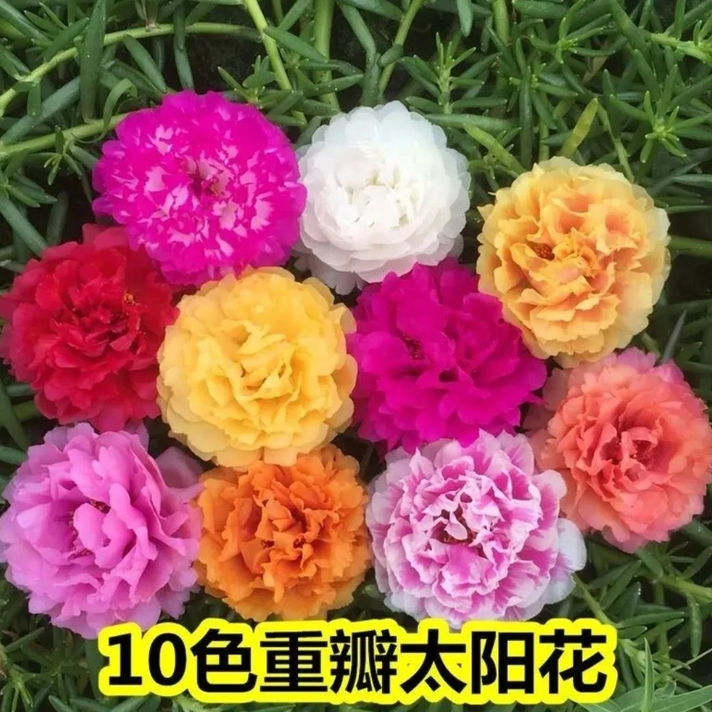 太阳花重瓣花卉种子活花籽阳台盆栽地栽种子菜花