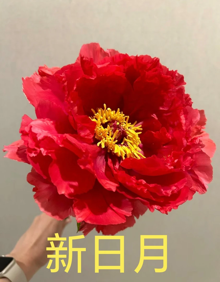 《新日月》洛阳牡丹  国旗红色  正宫红色 7年苗龄 原盆原土发货