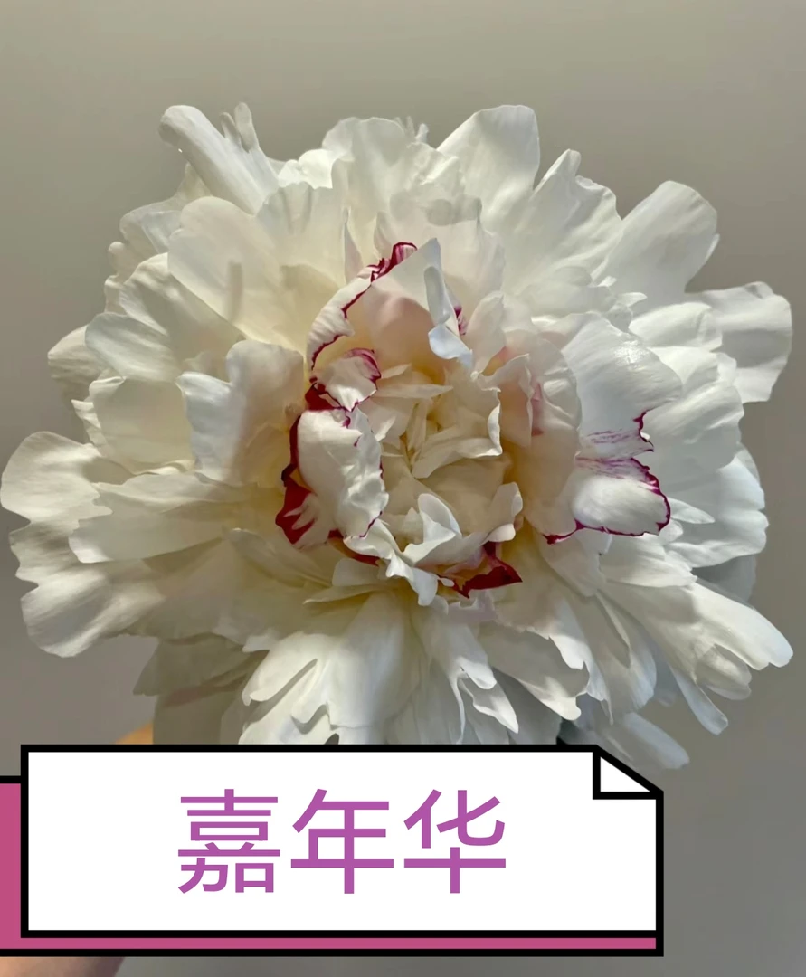 洛阳牛家牡丹 芍药嘉年华10个左右花苞三年老根原盆原土发货