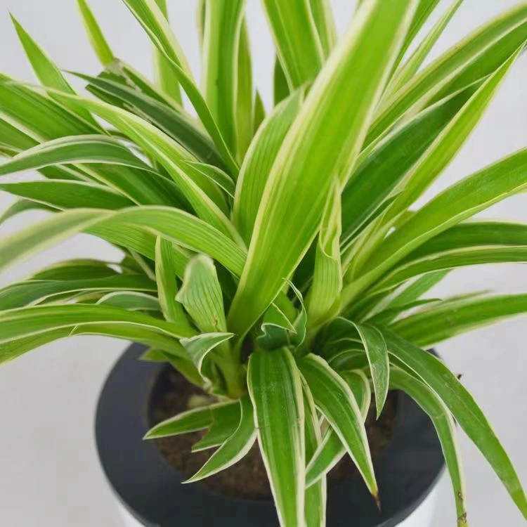 吊兰净化空气盆栽室内地栽水培都可新房必备吸甲醇三颗一包