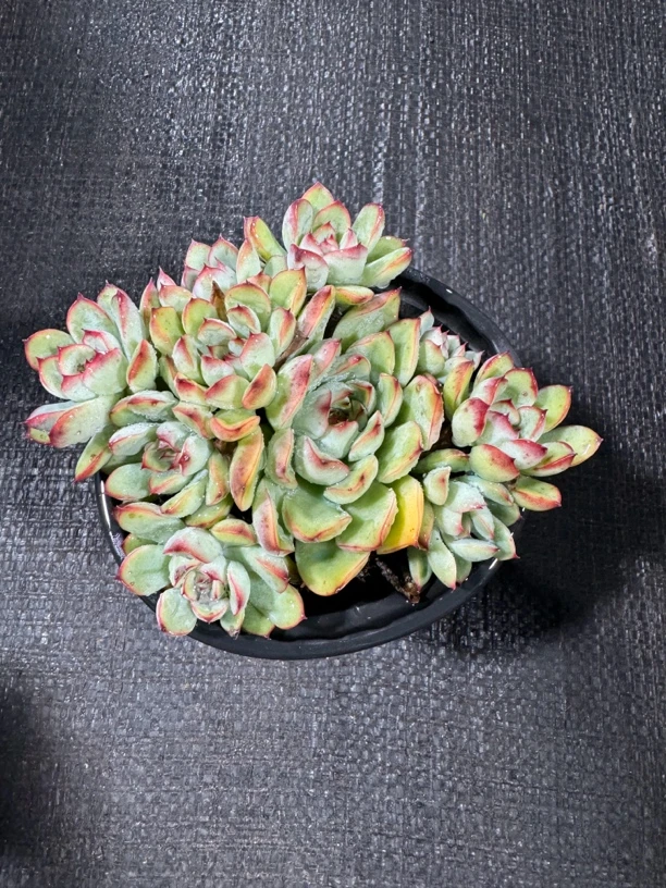 多头荷花  满15包邮不满到付