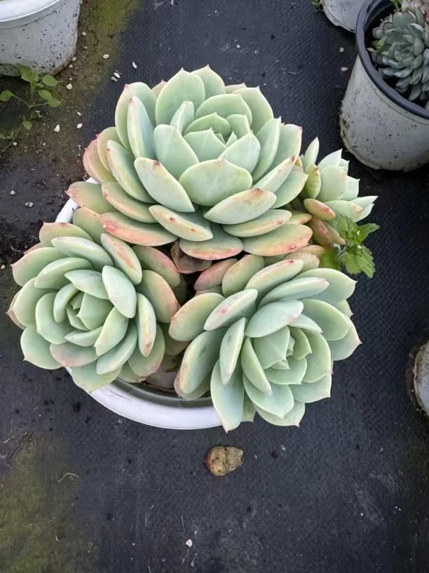 果冻恋曲  满15包邮不满到付