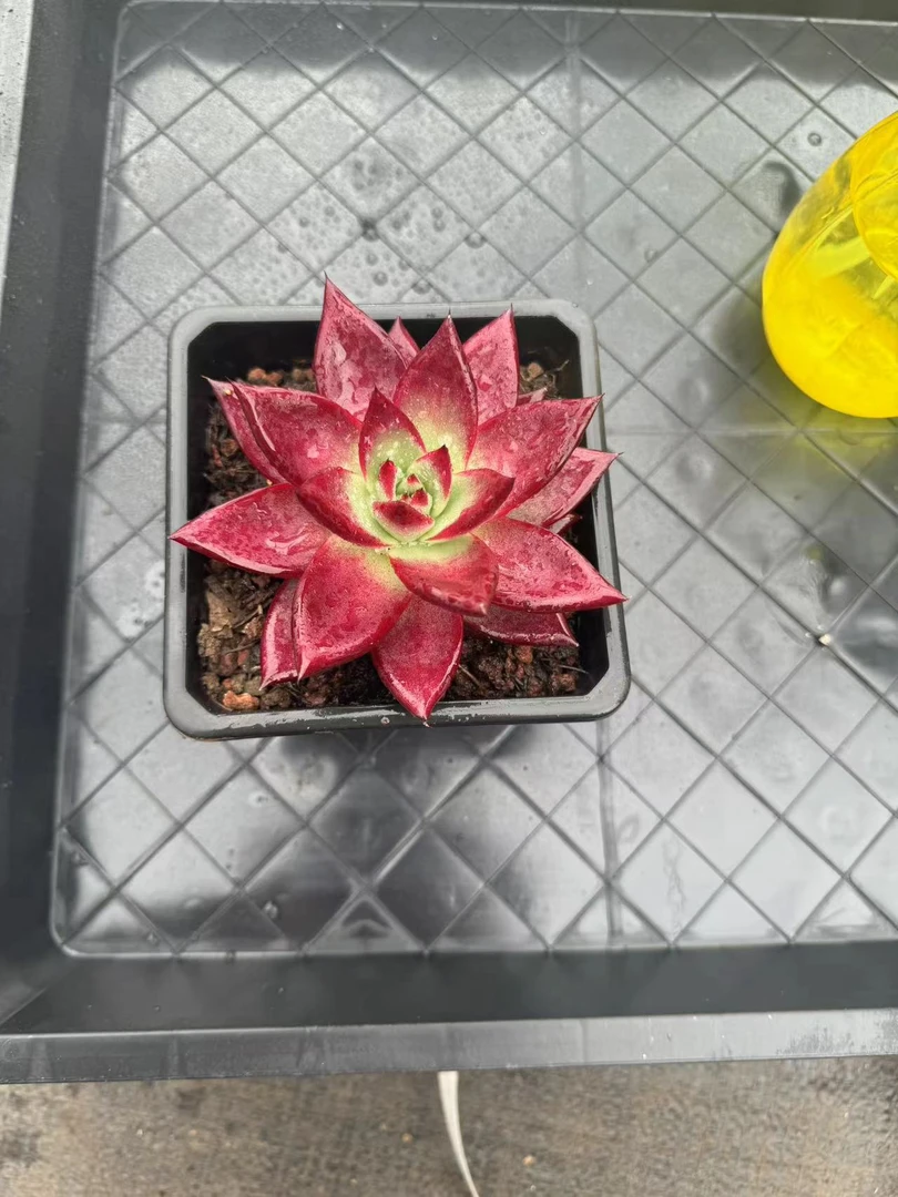 罗卡 满15包邮不满到付