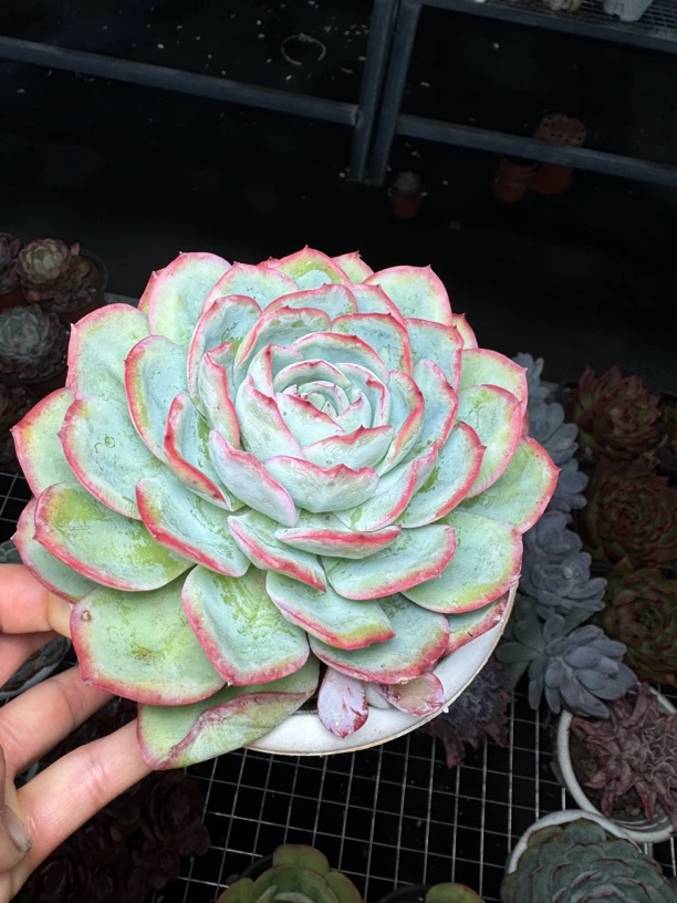 晨露 满15包邮不满到付