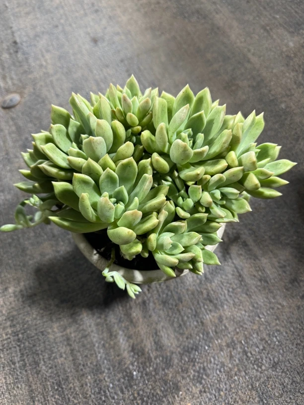 璀璨 满15包邮不满到付