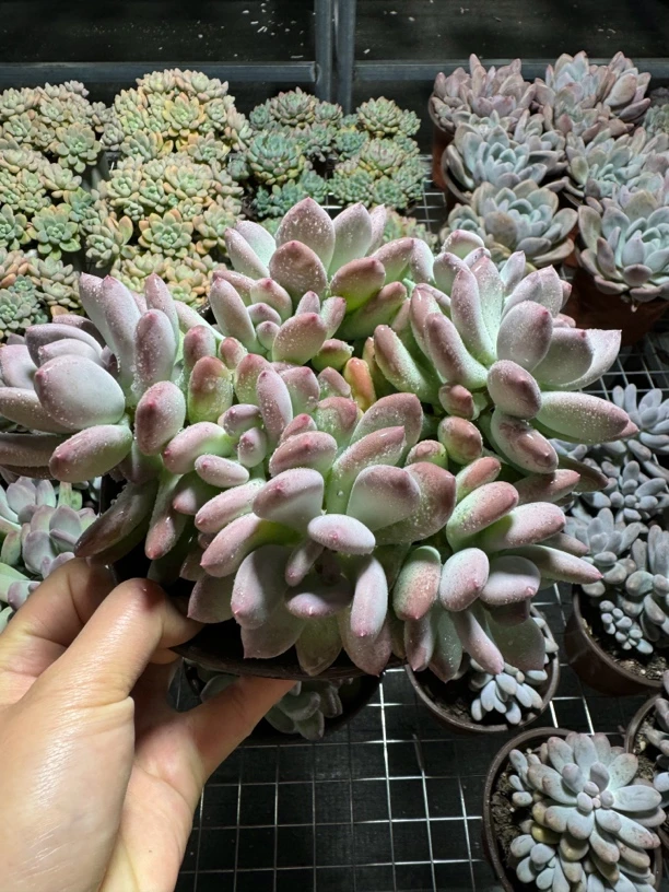 三日美人 湊满15包邮