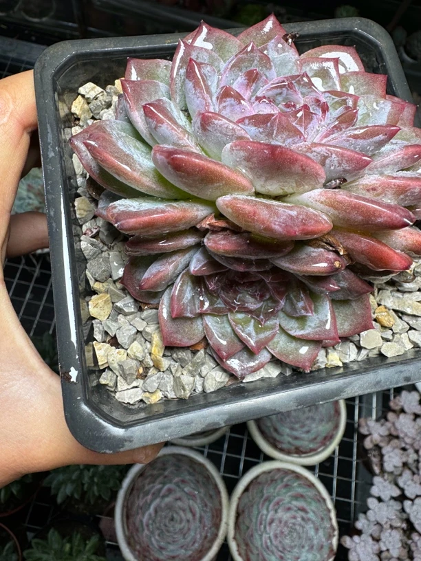 多头影橙  满15包邮不满到付