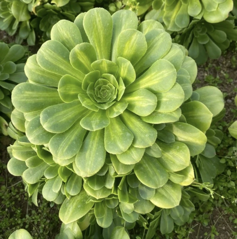 【大棵翡翠琉璃】好看好养,高级感,多肉