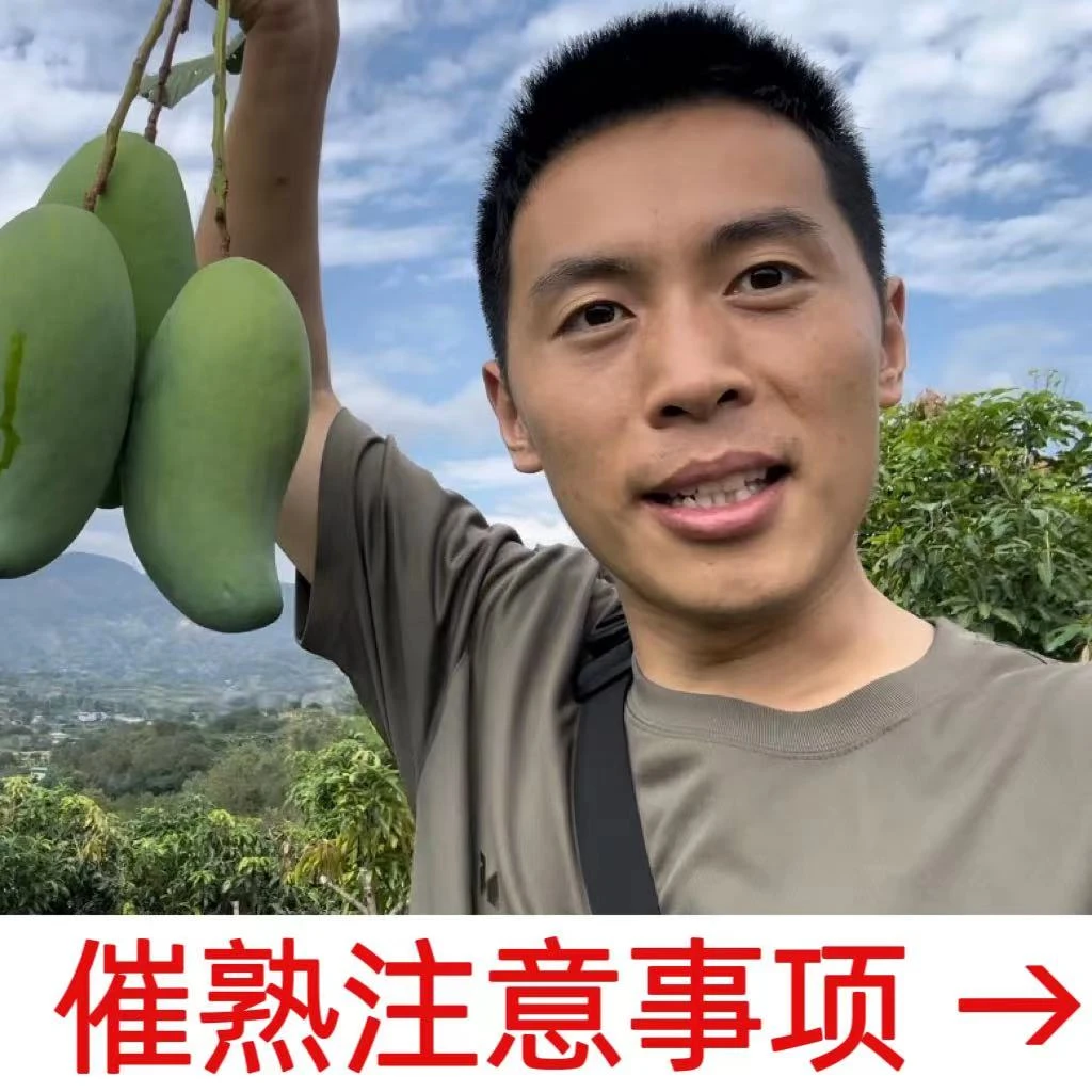 【海龙的果】攀枝花青皮金煌芒 4.8斤/7.8斤 中通快递