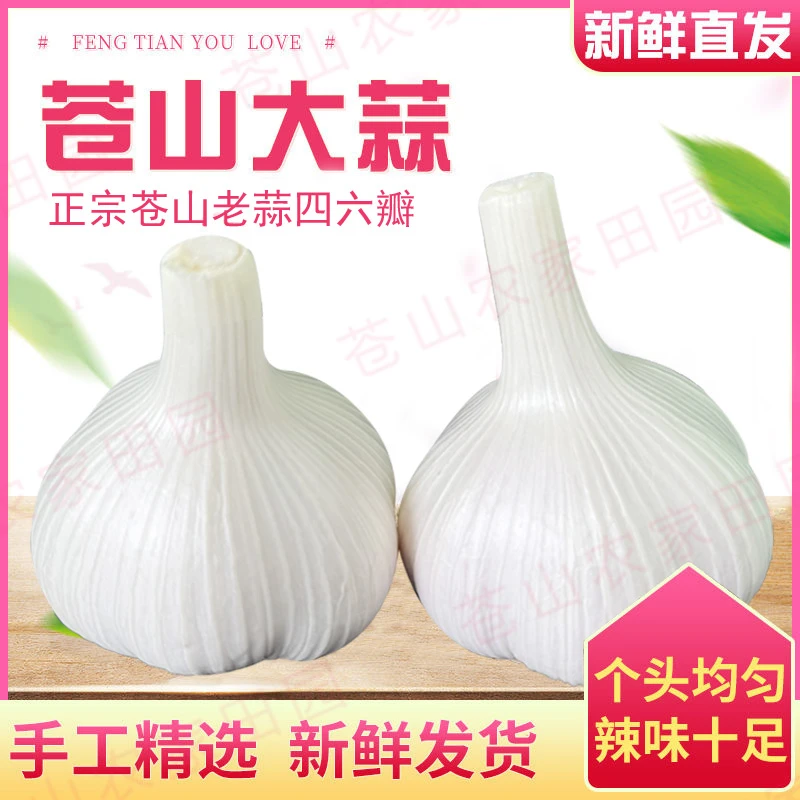 鲜蒜湿蒜正宗山东苍山大蒜四六瓣多瓣蒜批发可腌糖醋蒜腊八蒜