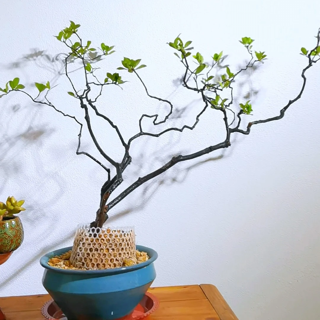 海岛春花（栀子花）一物一拍
