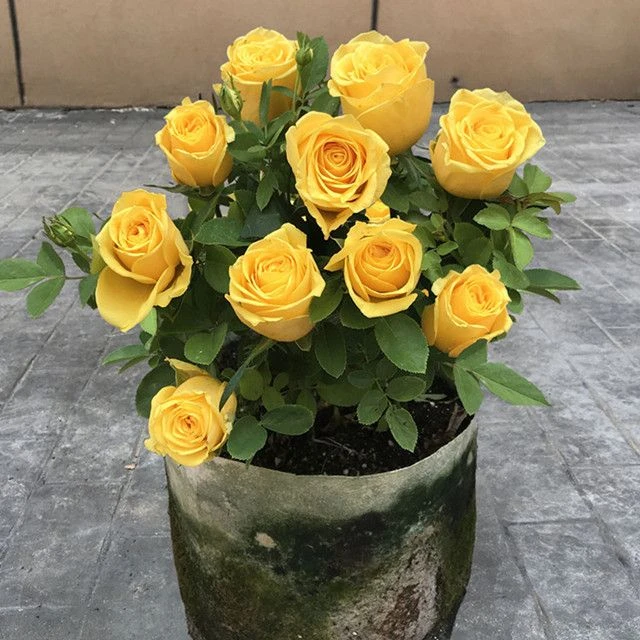 基地精选大花浓香型玫瑰花老桩四季开花  月季花苗盆栽室内外盆栽