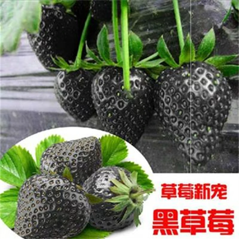 黑巴克草莓苗盆栽四季奶油草莓苗白草莓苗南北方阳台种植四季结果
