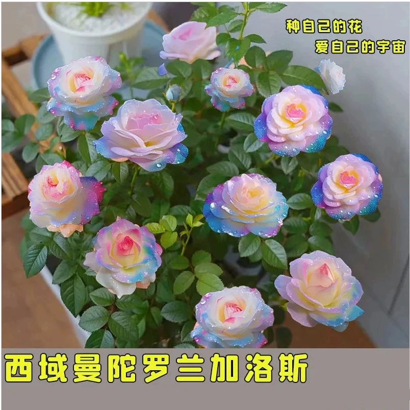 【浓香玫瑰】玫瑰花苗老桩四季开花花卉大花月季浓香盆栽室内外种植