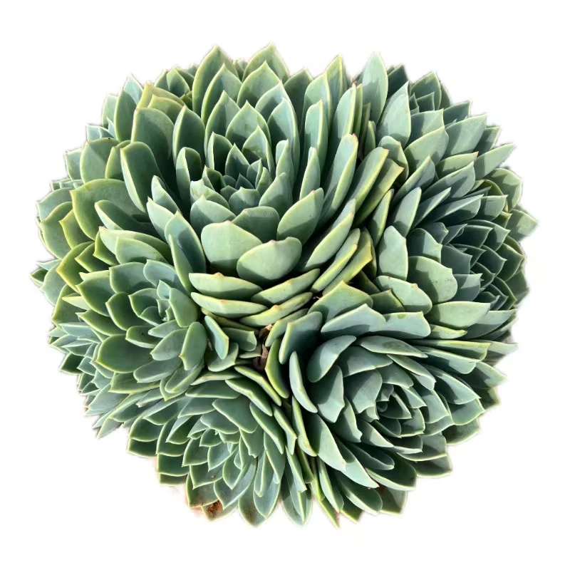 地栽三色堇多肉植物  好种好养 南北适宜 云南曲靖发货