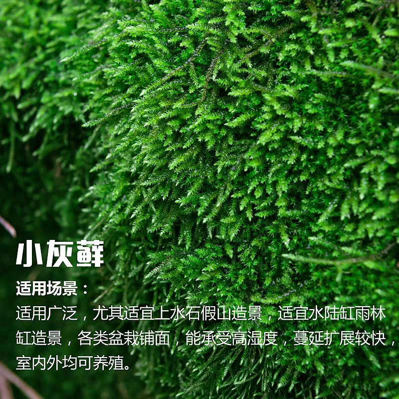 小灰鲜活浇水铺面青苔假山植物草水陆缸造景苔藓石头微景观绿色