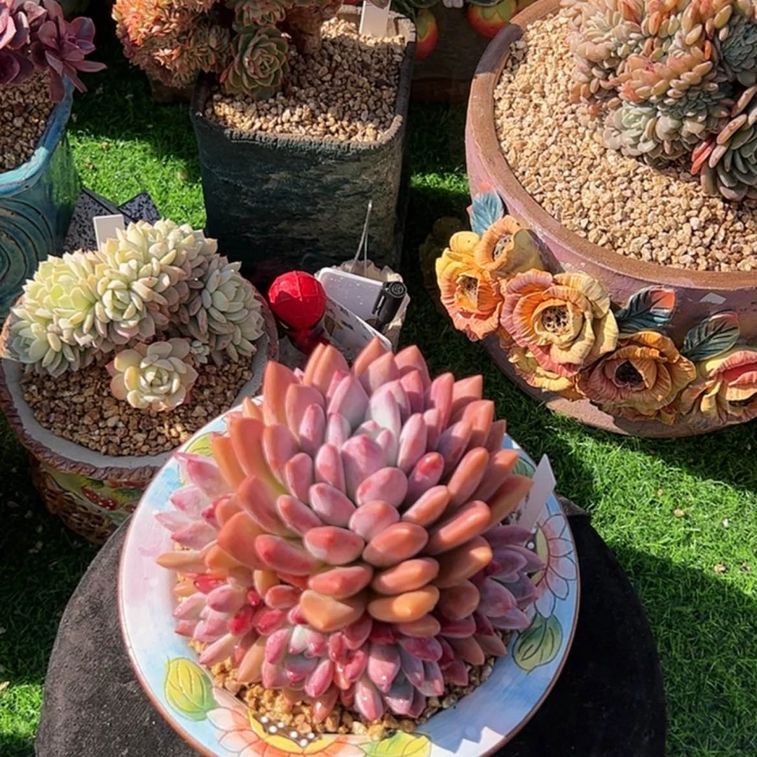 【闪购商品】奥橙 周正精致完美手捧