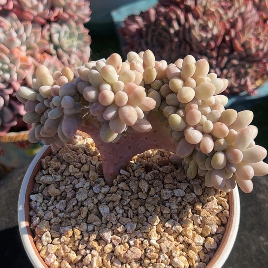 【闪购商品】汤圆缀化 精致缀化