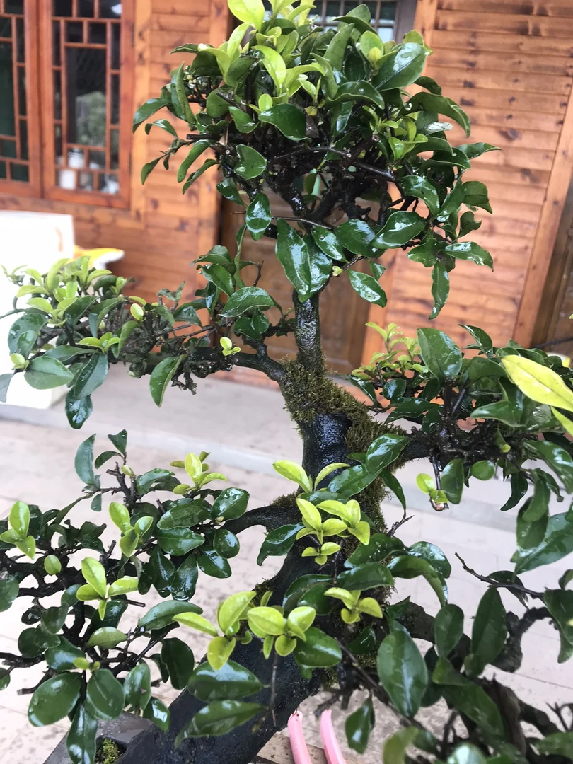 灌木金弹子盆景素材