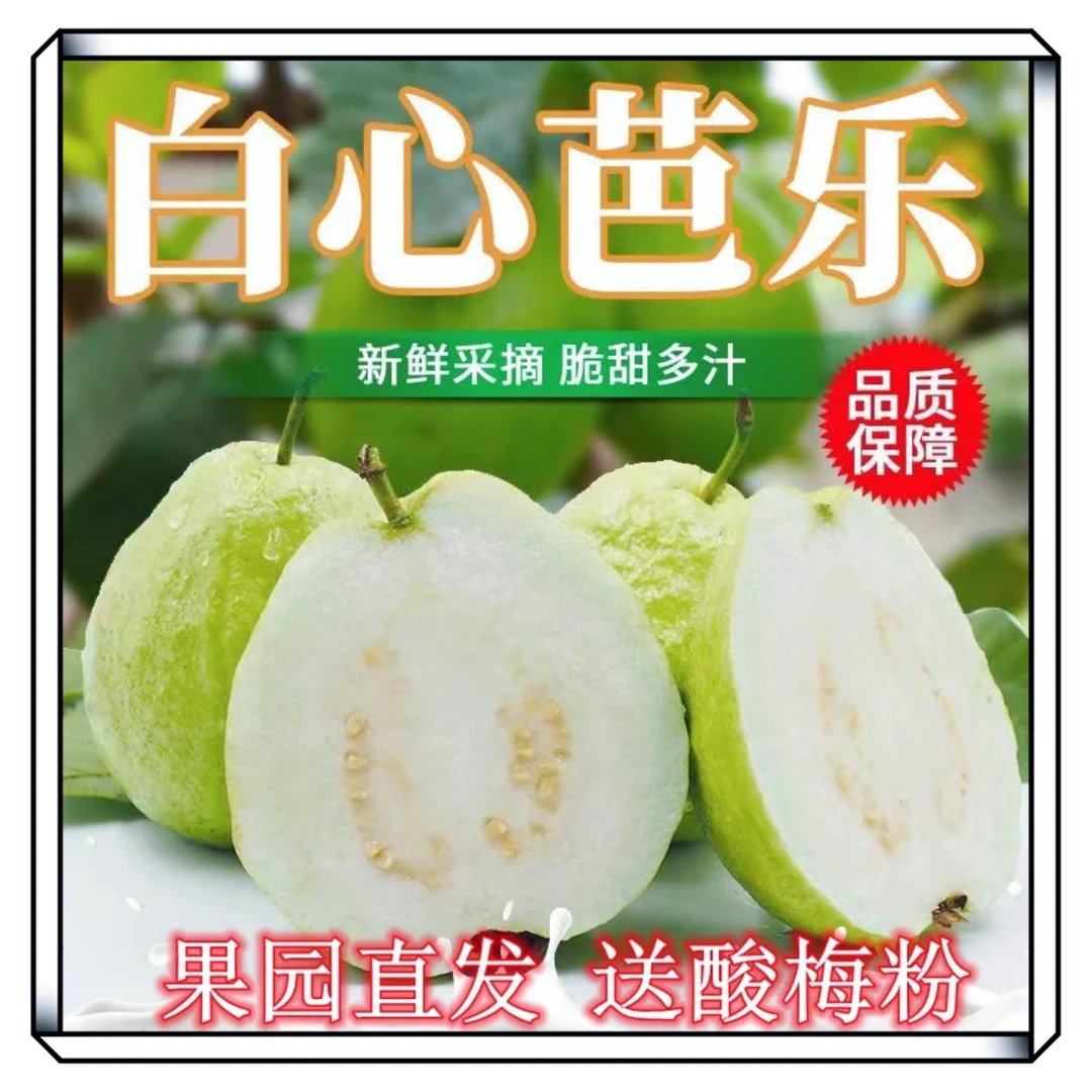 广东珍珠白心番石榴硬脆甜白心珍珠芭乐现摘现发应季水果低糖新鲜