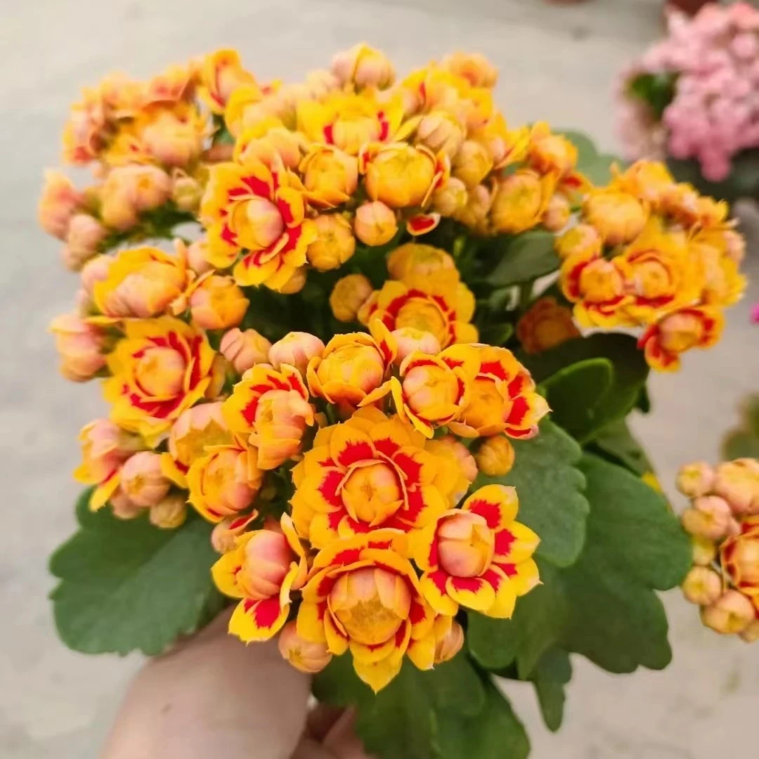 【洛桑女神小盆】重瓣大花长寿花