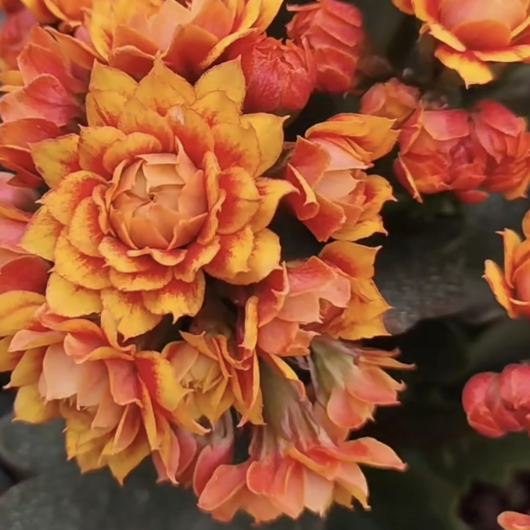 【盛宴】复色重瓣大花长寿花