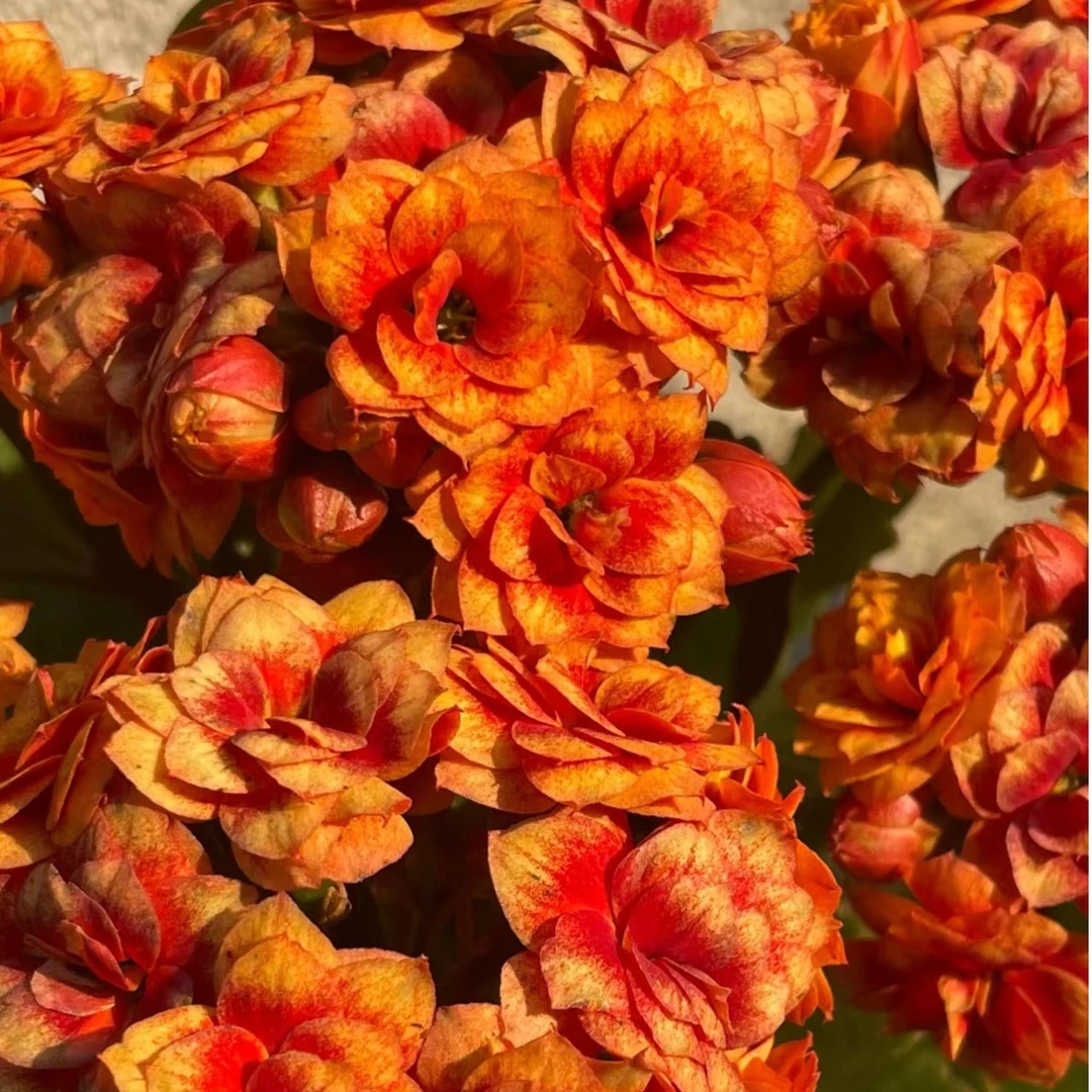 银丝雀长寿花盆栽带花苞稀有日内瓦四季开花室内绿植花卉网红懒人