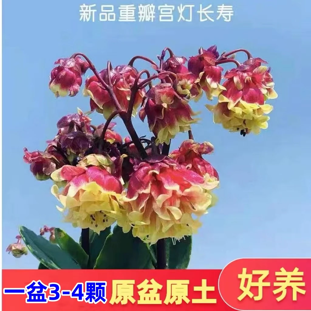 【重瓣宫灯】倒挂金钟长寿花 种苗不带花苞