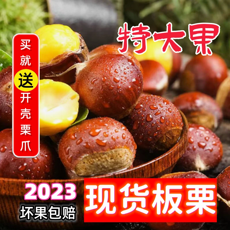 灵阳甄选【坏果包赔】新鲜丹东老树板栗生板栗软糯香甜食用成熟饱满
