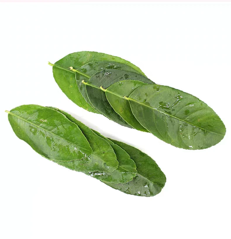 柠檬叶新鲜广东香水柠檬叶西餐料理腌制烹饪调料泰国冬阴功汤原料