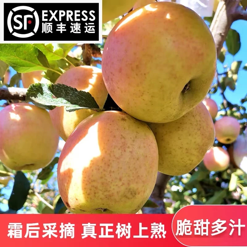 【顺丰包邮脆甜王林】大连王林苹果雀斑丑苹果国产青森王林苹果