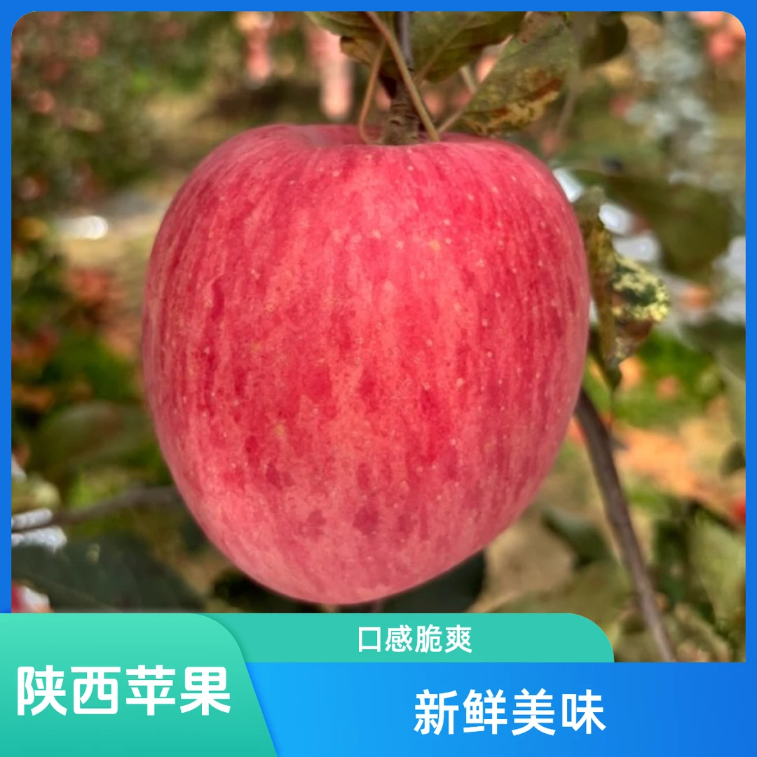 陕西洛川红富士苹果，果农自产自销，产地直发，脆甜多汁