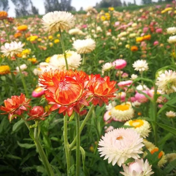 麦秆菊种子庭院花卉阳台切花四季播种开花阳台种植菊盆栽花种子