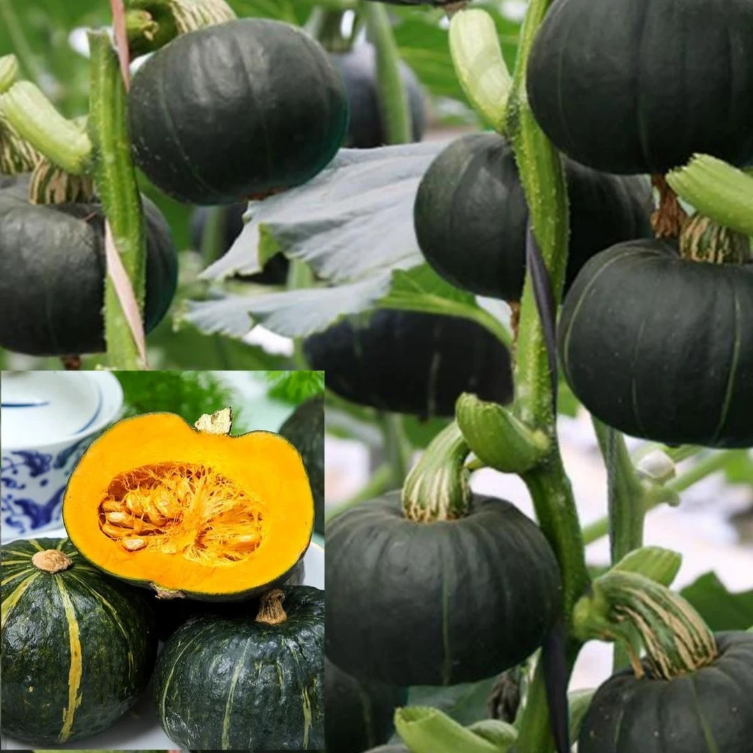 绿板栗南瓜种子小甜蜜南瓜种籽粉面小贝贝蔬菜四季苗春秋种孑