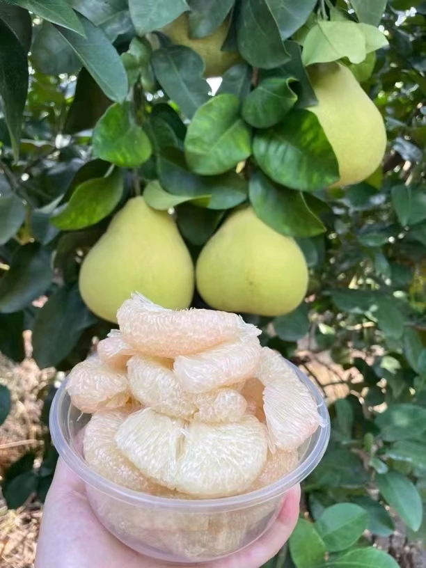 度尾正宗30年老树文旦柚酸甜可口多汁单果约重450g-600g柚子