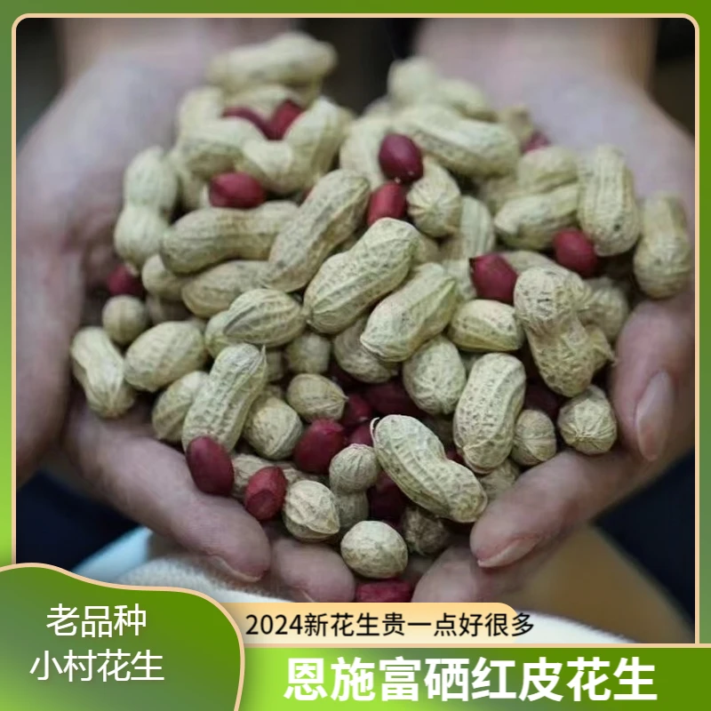 湖北咸丰小村红衣花生(带壳)2024新花生恩施富硒红皮花生一斤起