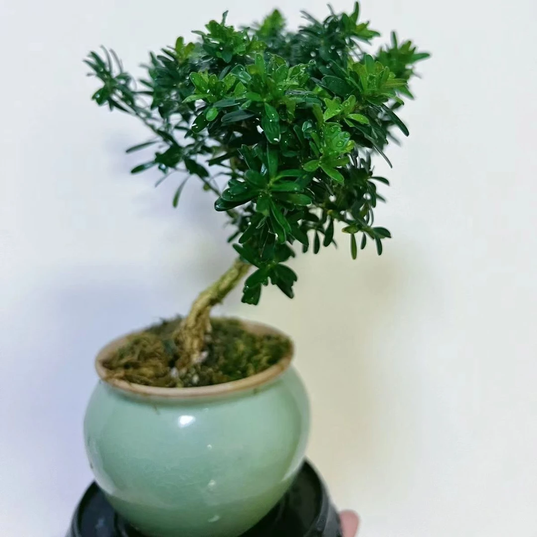 松柏盆景.精致美观