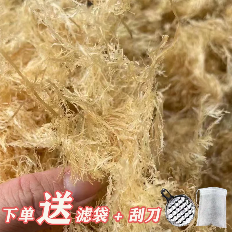 南澳特产潮汕海石花草凉粉石花膏干净爽口四果汤摆摊岩衣胶冻批发