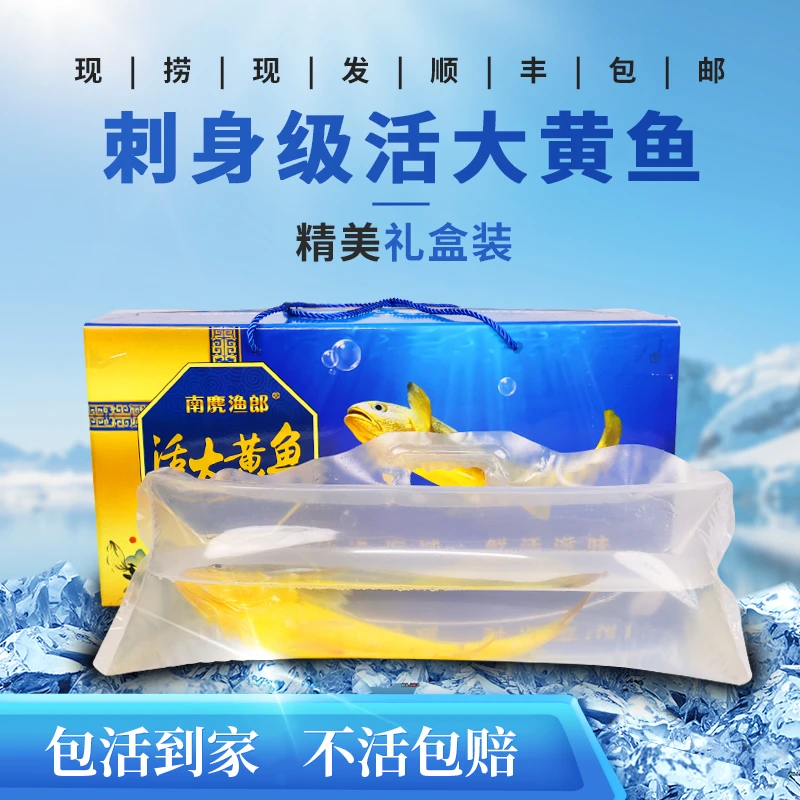 活黄鱼鲜活黄花鱼东海深海黄鱼大黄鱼礼盒生鲜大黄鱼大黄花鱼鲜嫩