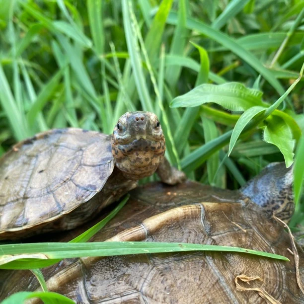 大小亚巨观赏宠物龟