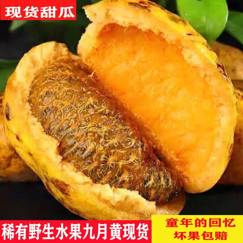 江西九月黄水果九月瓜八月瓜八月炸拿藤果木通果稀有野生水果甜瓜