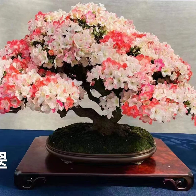 杜鹃盆景盆栽 规格品种齐全 一树一拍
