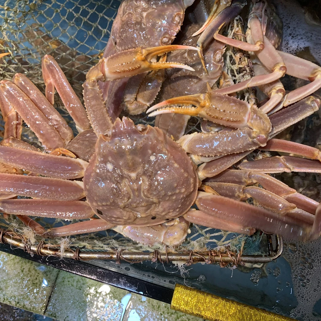 新鲜松叶蟹板蟹深海捕捞