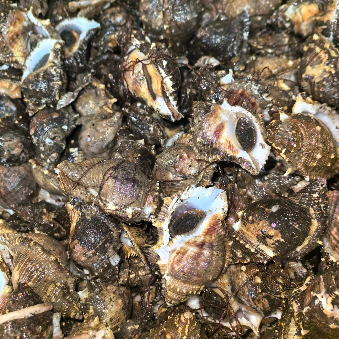 鲜活海螺刺螺  肉质Q弹